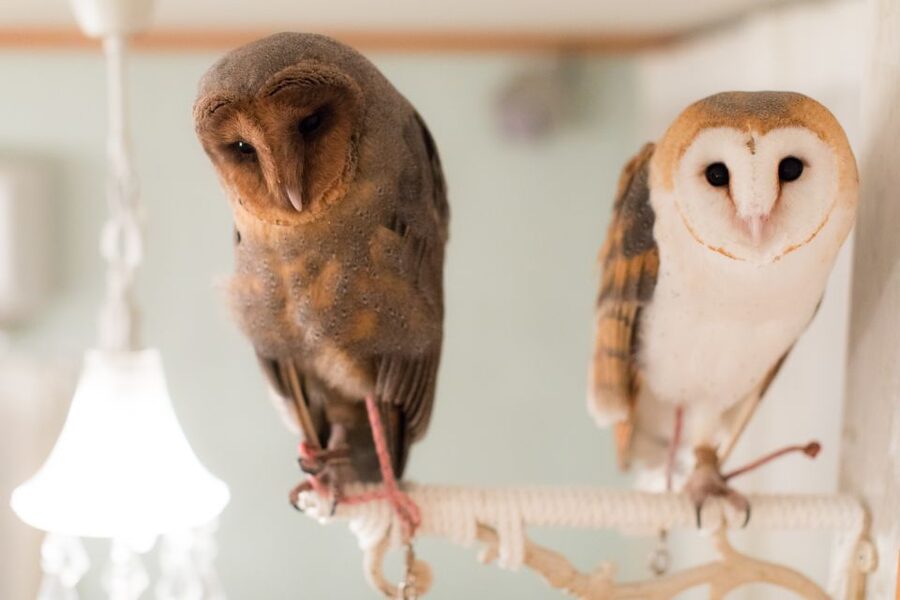 Owl Cafe Tokyo Akiba Fukurou - Should you book Akiba Fukurou?