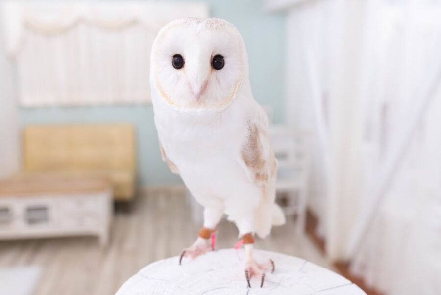 Owl Cafe Tokyo Akiba Fukurou - Holding an owl on your arm