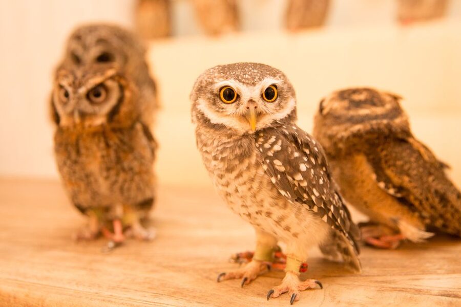 Owl Cafe Tokyo Akiba Fukurou - Photos, no flash, and the souvenir finish