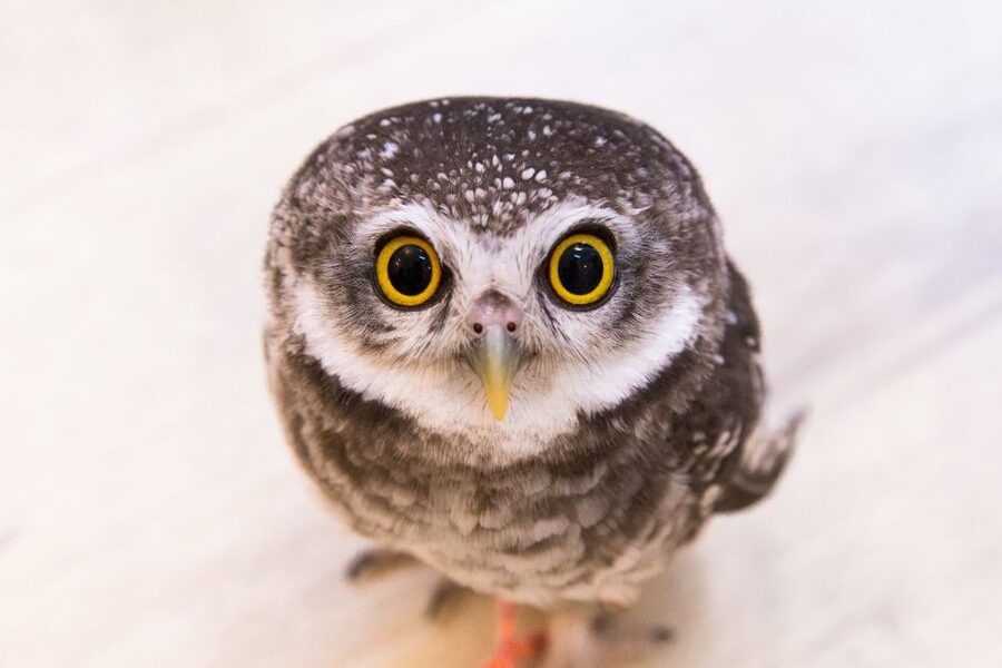 Owl Cafe Tokyo Akiba Fukurou - How the 50-minute format affects the experience