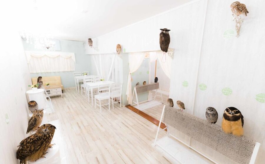 Owl Cafe Tokyo Akiba Fukurou - Is $35 a fair price?