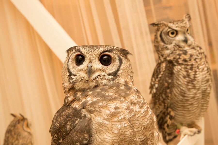 Owl Cafe Tokyo Akiba Fukurou - Who will enjoy this owl encounter most?