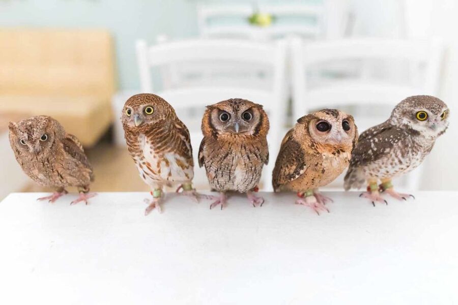 Owl Cafe Tokyo Akiba Fukurou - Practical advice for a smooth visit