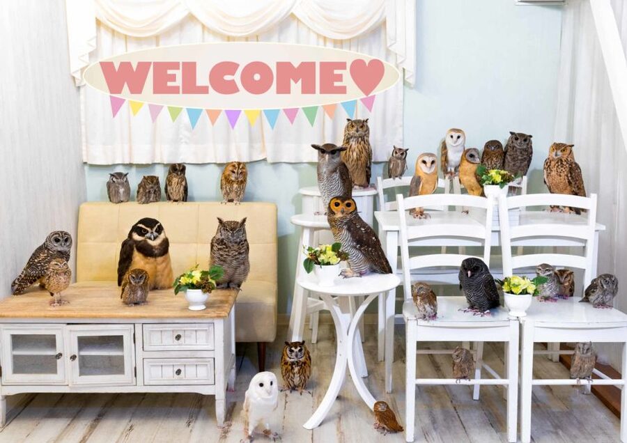 Owl Cafe Tokyo Akiba Fukurou - Your first quiet minutes with the owls