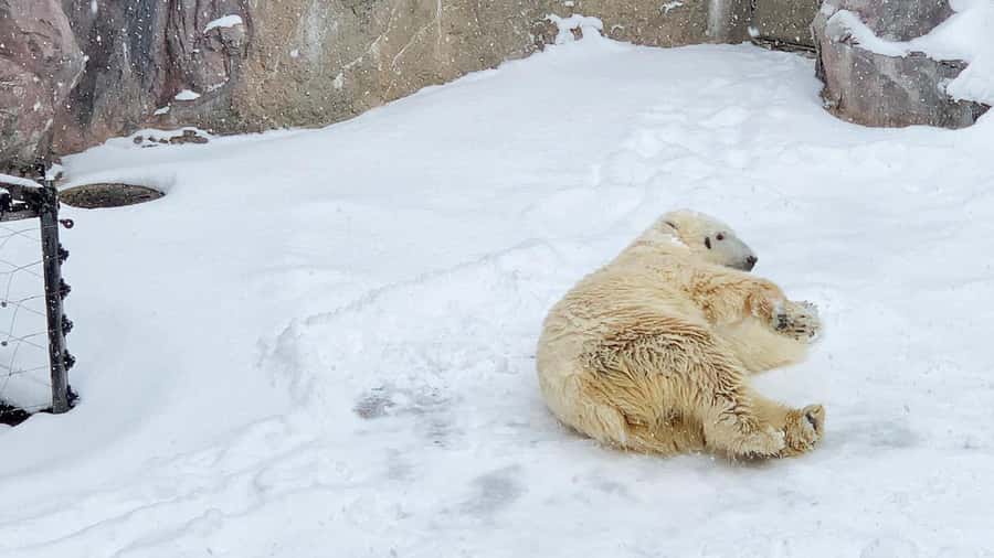 Penguin Fun & Snowmobile : Sapporo Winter (Asahiyama Zoo) - Shikisai-no-oka: best for snowmobile riders