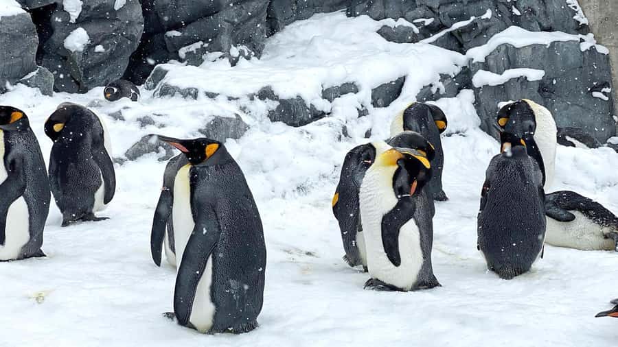 Penguin Fun & Snowmobile : Sapporo Winter (Asahiyama Zoo) - Ningle Terrace and the possibility of Takushinkan