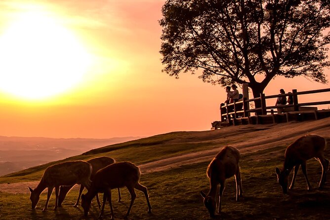 Perfect Nara Park Half-Day Bus Tour with English Speaking Guide - Kasuga Taisha’s main shrine and deer fortune