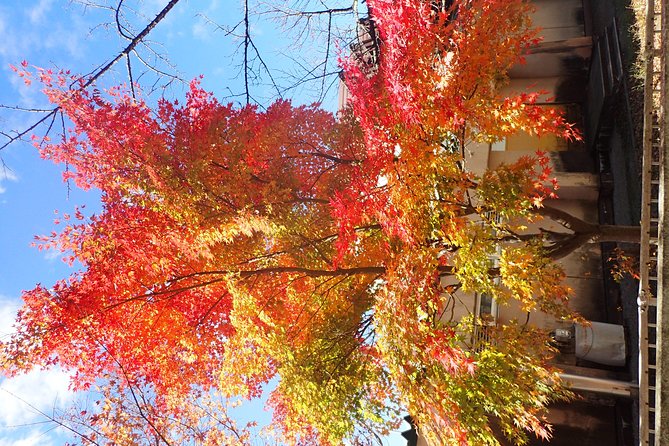 Private-group Morning Cycling Tour in Hida-Furukawa - Is $214.48 a Good Value?
