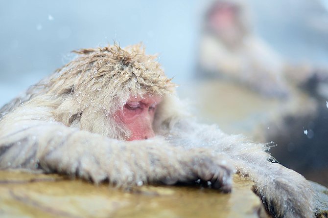 Private Nagano 1-Day Tour:Snow Monkeys,Zenko-ji,Obuse,Sake,Onsen - Shibu Onsen and the hot spring choice