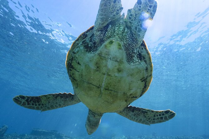 Private snorkeling tour Ishigaki island - A private way to see Ishigaki’s coast