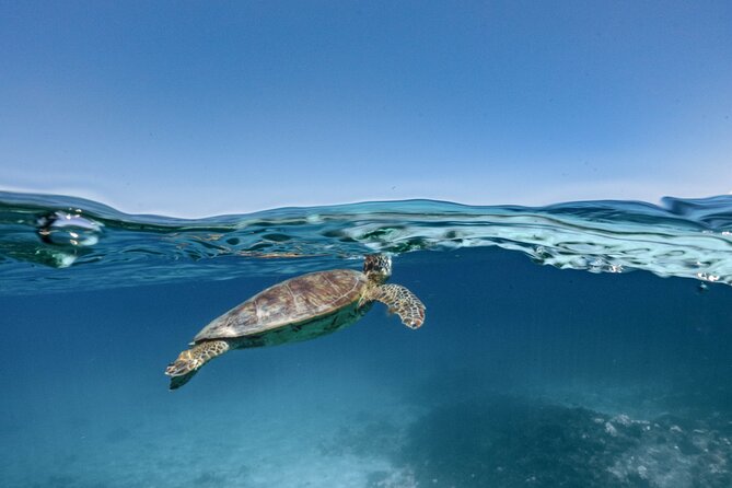 Private snorkeling tour Ishigaki island - Choosing between the Blue Cave, turtles, and coral