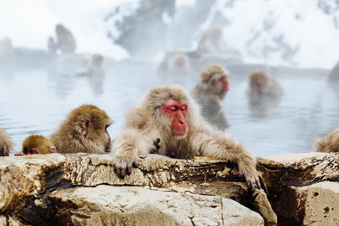Private Snow Monkey Tour - Conveniently Resort Hop and Sightsee - How the Price Makes Sense