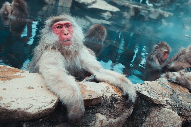 Private Snow Monkey Tour - Conveniently Resort Hop and Sightsee - Nabe Lunch at Hotarutei