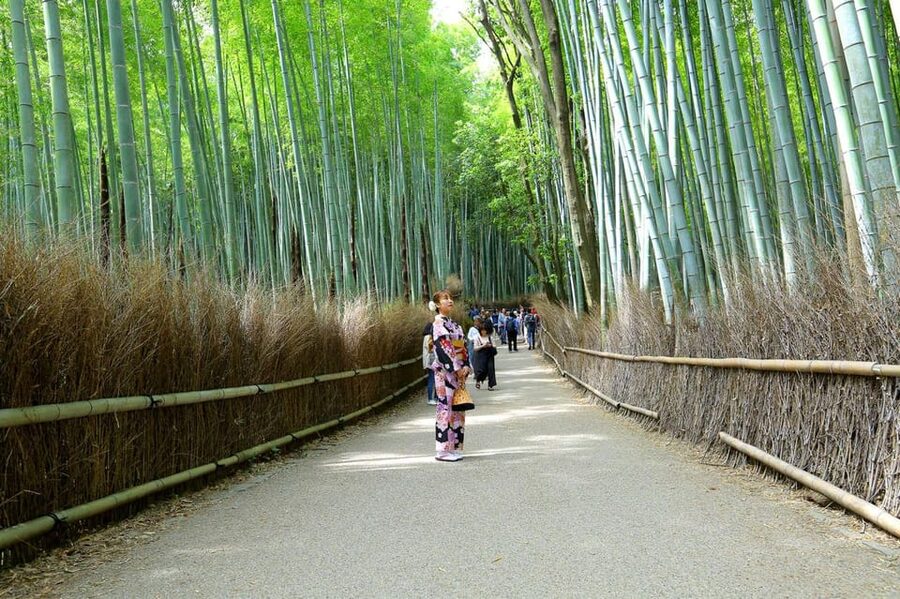 Private Tour to Monkey Park and Arashiyama Highlights - Tenryuji Temple and its Zen garden