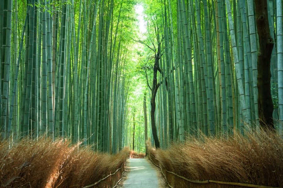 Private Tour to Monkey Park and Arashiyama Highlights - Walking beneath Arashiyama’s bamboo