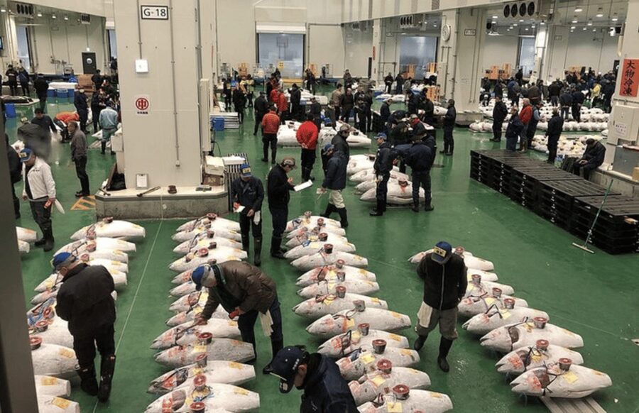 Private Toyosu & Tsukiji Market Adventure with Tuna Auction - Why this early start is worth considering