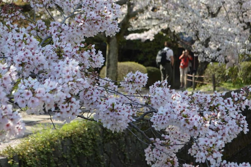 Sacred Pathways: Discover the Philosopher's Path of Kyoto - The canal walk between major sights