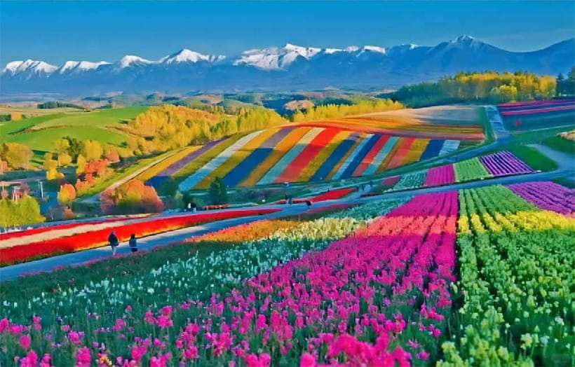 Sapporo: Furano Flower Sea & Biei Blue Pond Tour w/ Pickup - Key points before you book