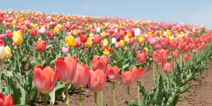Sapporo: Furano Flower Sea & Biei Blue Pond Tour w/ Pickup - Roller Coaster Road by bus
