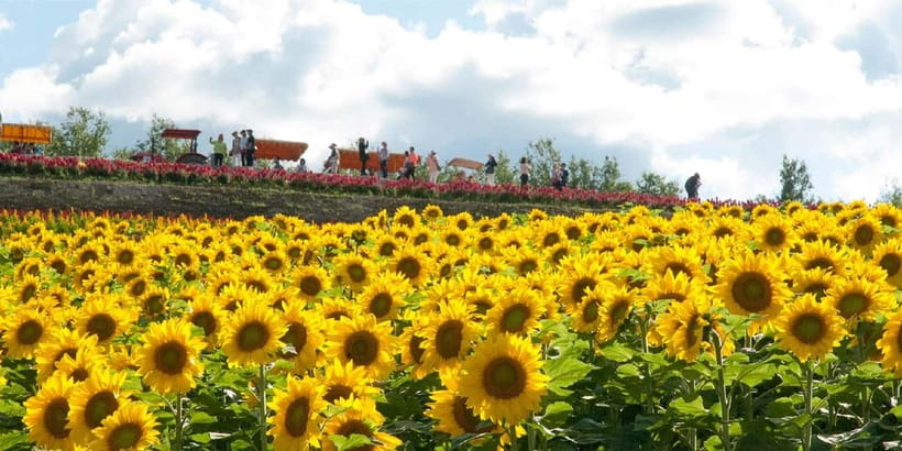 Sapporo: Furano Flower Sea & Biei Blue Pond Tour w/ Pickup - Hokkaido buffet lunch and the melon option