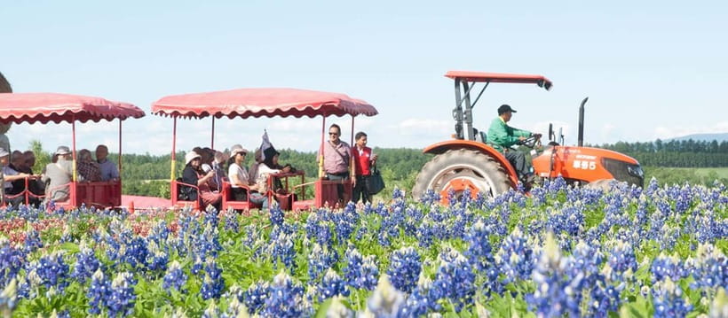 Sapporo: Furano Flower Sea & Biei Blue Pond Tour w/ Pickup - Four Seasons Color Hill from May through October