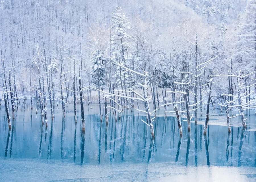 Sapporo: Furano Lavender & Biei Blue Pond Tour with Lunch - A Hokkaido buffet and the Yubari melon option