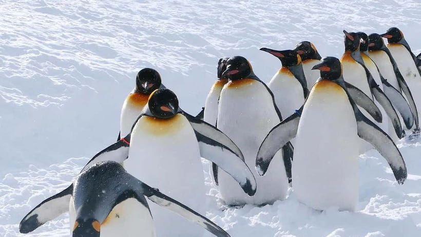 Sapporo Winter : Asahiyama Zoo (Penguin Fun & Snowmobile) - Ningle Terrace and Furano’s snowy craft huts
