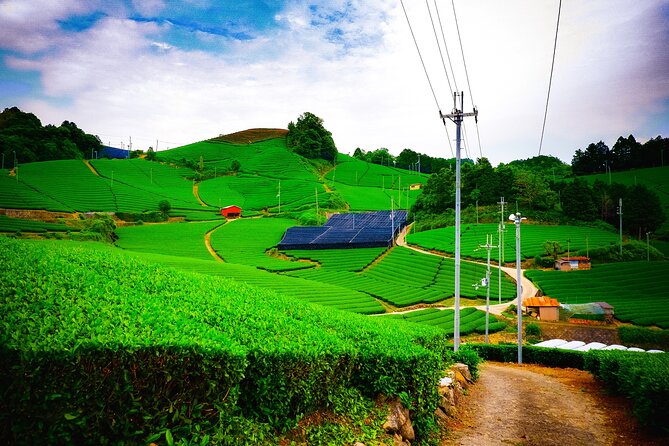 Scenic Green Tea Fields of Hidden Kyoto & Local Tea Exp (Private) - Key things to know before booking