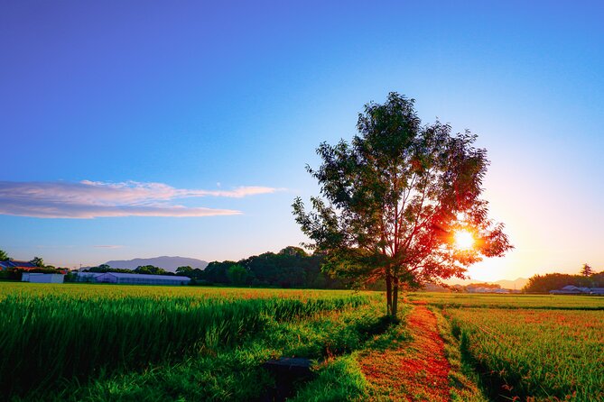 Scenic Green Tea Fields of Hidden Kyoto & Local Tea Exp (Private) - Cost, timing, and the real value
