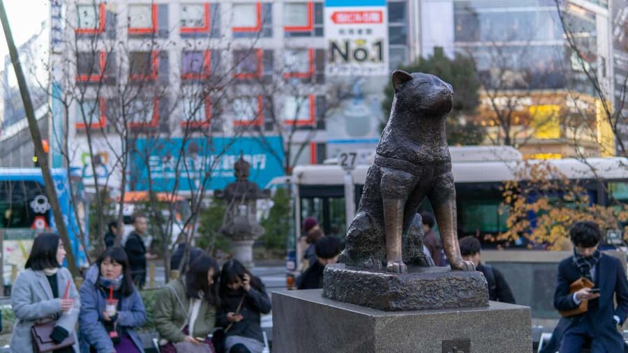 Shibuya: Crossing, Hachiko & Shibuya Sky Guided Tour - Shibuya Sky and the 45-minute view