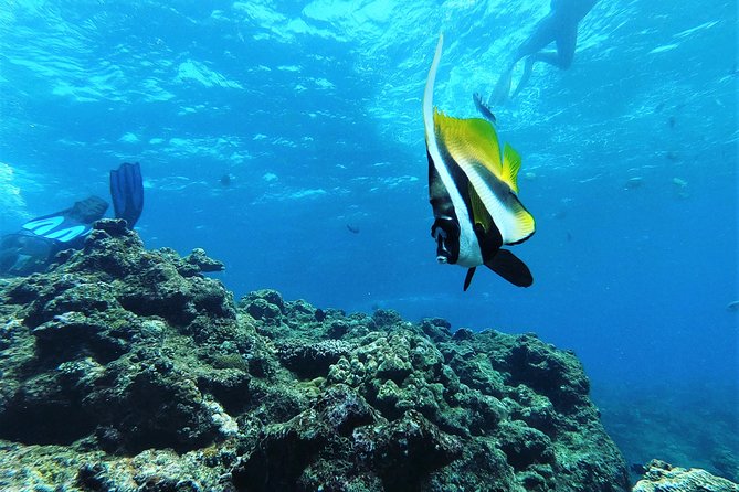 Snorkeling in the Blue Cave area【Okinawa Prefecture: Free feeding & photo images!English and Chinese speaking guide available! - Why the Blue Cave is the star of the trip