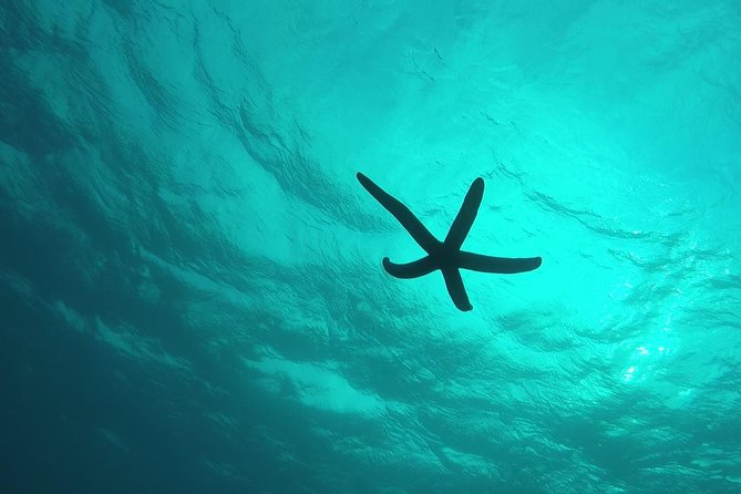 Snorkeling in the Blue Cave area【Okinawa Prefecture: Free feeding & photo images!English and Chinese speaking guide available! - Crowds, language, and the guide’s role