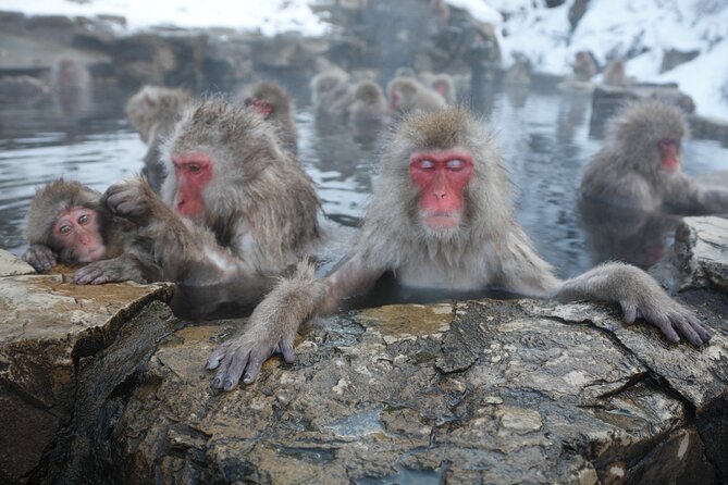 Snow Monkey Park & Miso Production Day Tour from Nagano - Why the monkeys are only part of the story