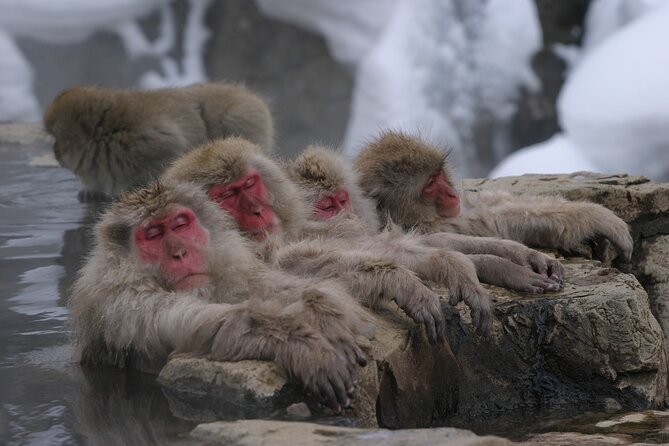 Snow Monkey Park & Miso Production Day Tour from Nagano - Inside the 300-year-old miso brewery