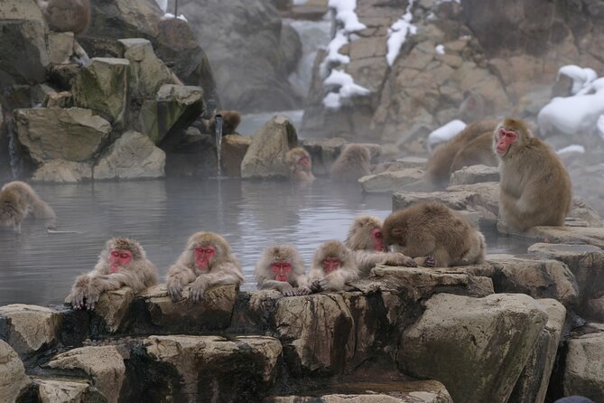 Snow Monkey Park & Miso Production Day Tour from Nagano - The forest walk to Jigokudani