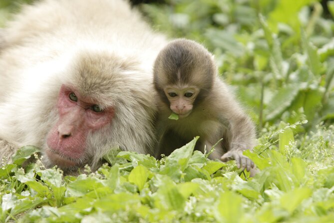 Snow Monkey Park & Miso Production Day Tour from Nagano - Meeting the Japanese macaques