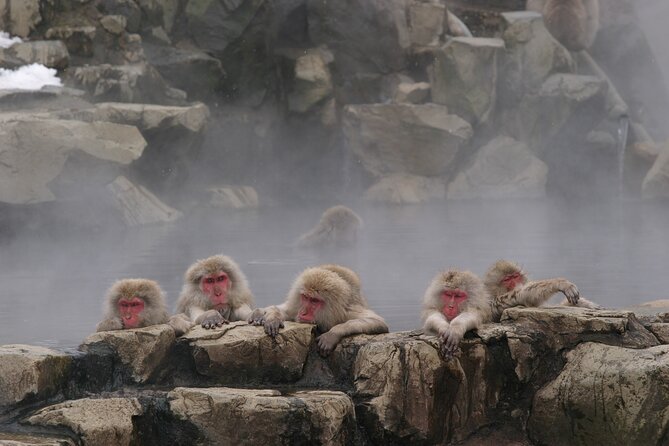 Snow Monkey Park & Miso Production Day Tour from Nagano - What the $176.04 price covers