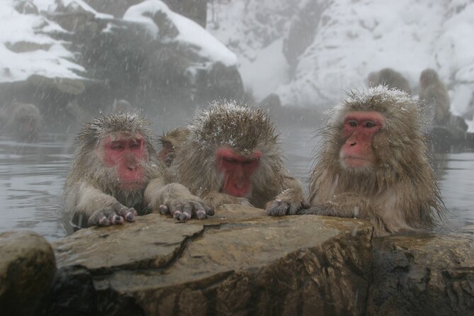 Snow Monkey Park & Miso Production Day Tour from Nagano - The people this day suits best