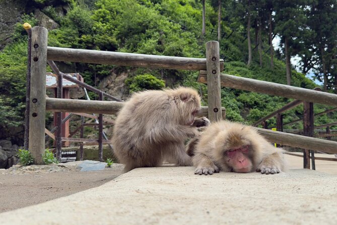 Snow Monkey Park, Soba Lunch and Shibu Onsen Tour - What to expect at the monkey park