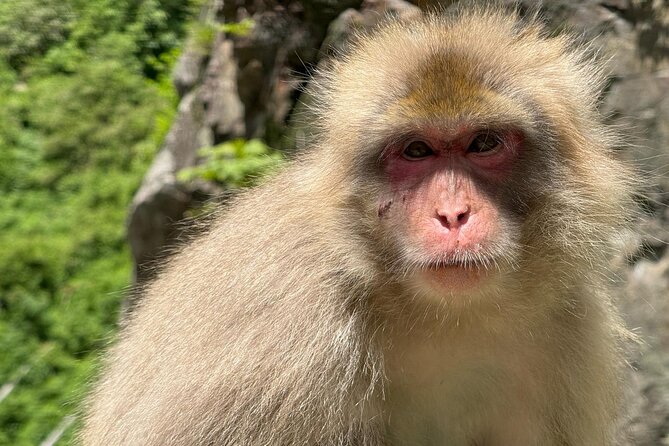 Snow Monkey Park, Soba Lunch and Shibu Onsen Tour - The stamp towel tradition