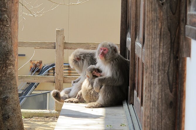 Snow Monkey & Shibu Onsen Afternoon Tour (Depart: Iiyama & Nozwa) - Is $78.60 a Fair Price?