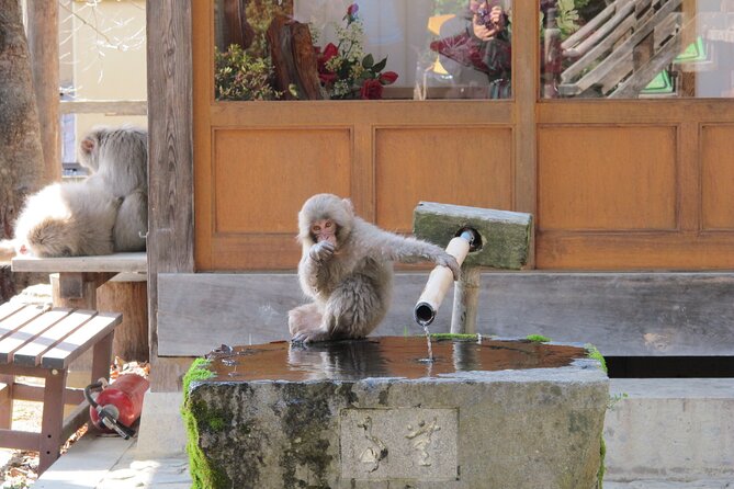 Snow Monkey & Shibu Onsen Afternoon Tour (Depart: Iiyama & Nozwa) - A Seasonal Stop at Kokugon-ji Temple