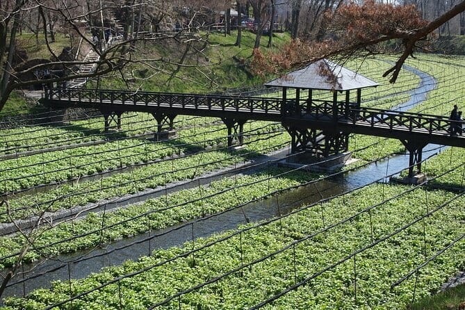 Snow Monkeys, Hokusai & Sake: A Perfect Day in Nagano - Tasting sake at Masuichi Ichimura Brewery