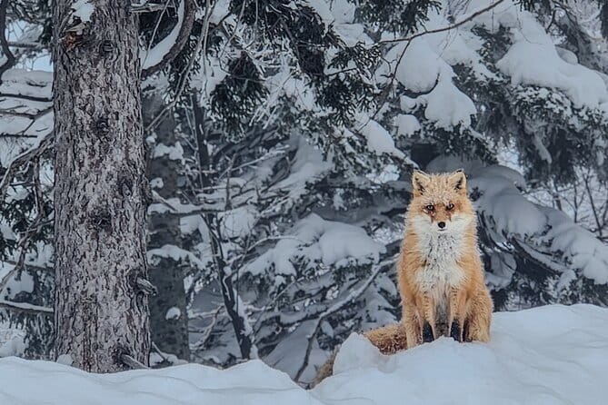 Snowshoe Adventures and Onsen Bliss Winter Escape in Furano - The ride from Furano to Fukiage Onsen