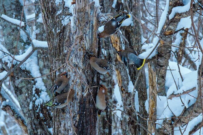 Snowshoe Adventures and Onsen Bliss Winter Escape in Furano - Practical limits to keep in mind