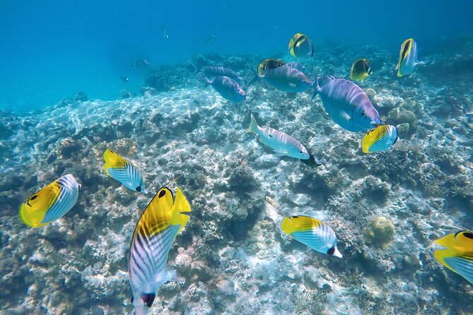 Tokashiki Island Day Trip from Naha - Tokashiku Beach and the Optional Turtle Snorkeling