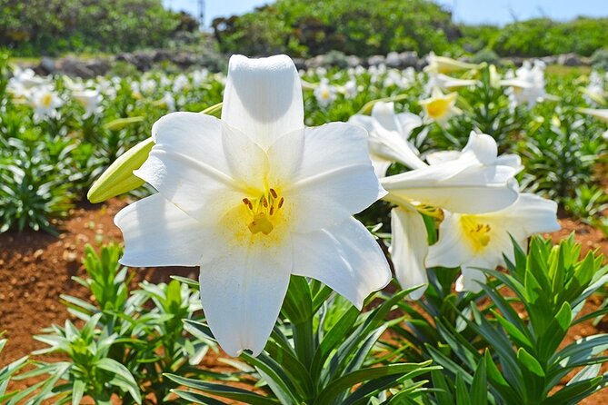 Tokashiki Island Day Trip from Naha - The Schedule Requires Attention