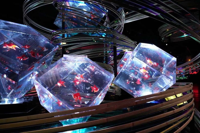 Tokyo: Art Aquarium Museum GINZA Entry Ticket - Key points at a glance