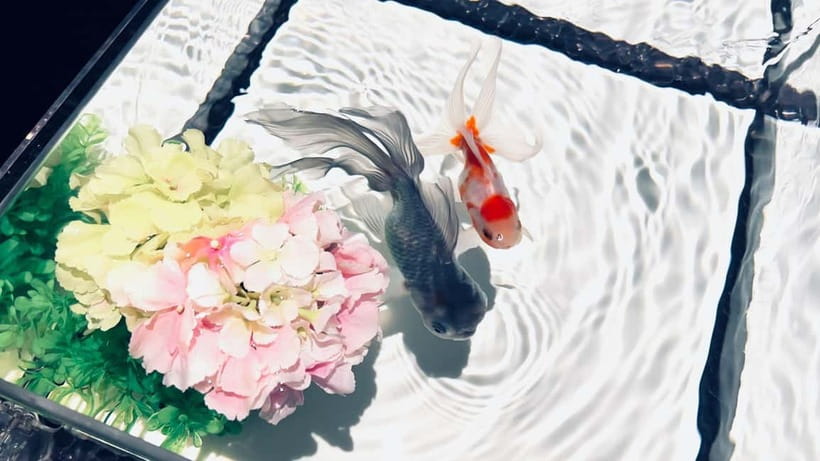 Tokyo: Art Aquarium Museum GINZA Entry Ticket - What I like, and what gives me pause