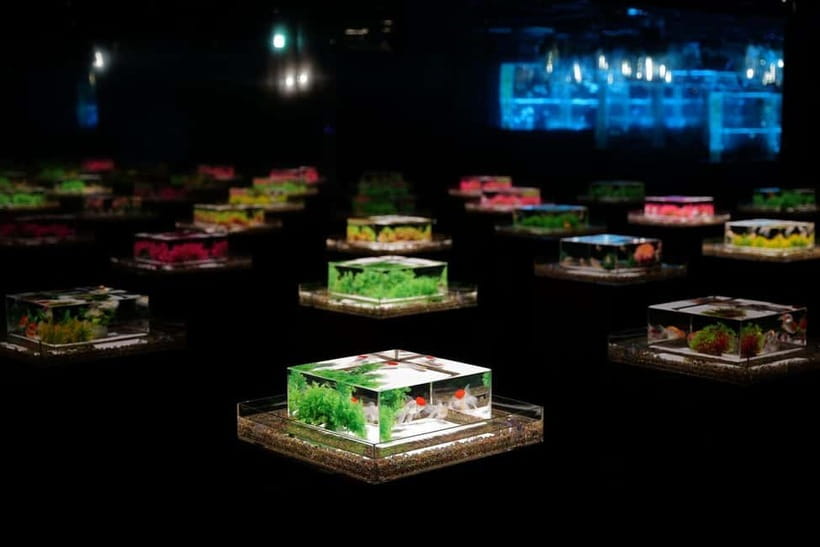 Tokyo: Art Aquarium Museum GINZA Entry Ticket - What Art Aquarium Museum GINZA actually is
